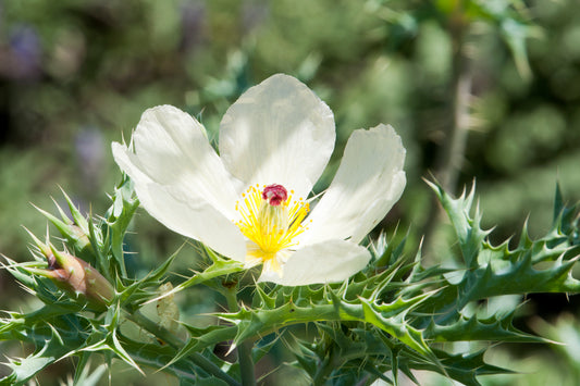 A white flower with a red center stands out amidst a lush green plant. The image depict berberine plant.