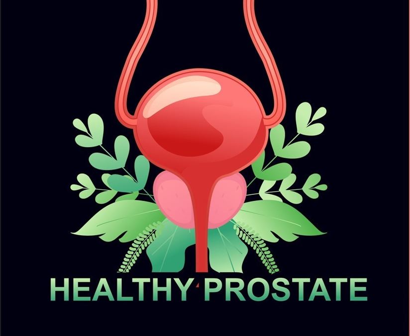 Healthy prostate with green leaves and flowers. A vector illustration depicting a vibrant and thriving prostate