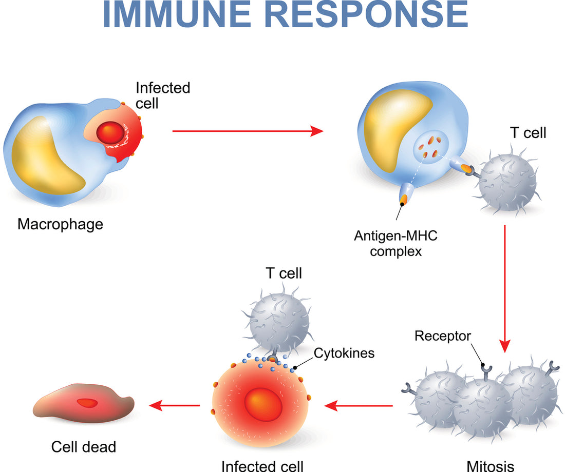 Graphic illustrating the importance of getting enough sleep, managing stress, and staying hydrated for a strong immune system.