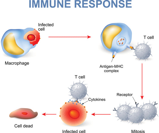 Graphic illustrating the importance of getting enough sleep, managing stress, and staying hydrated for a strong immune system.