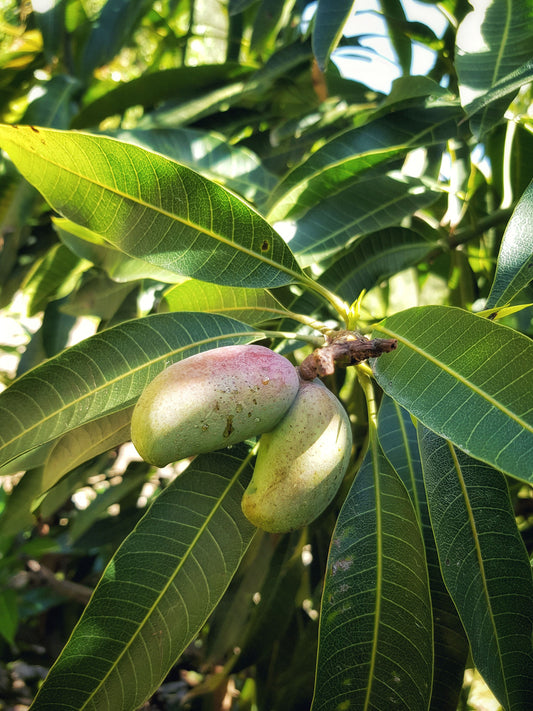 Mangoes hanging from a tree, ready to be picked.