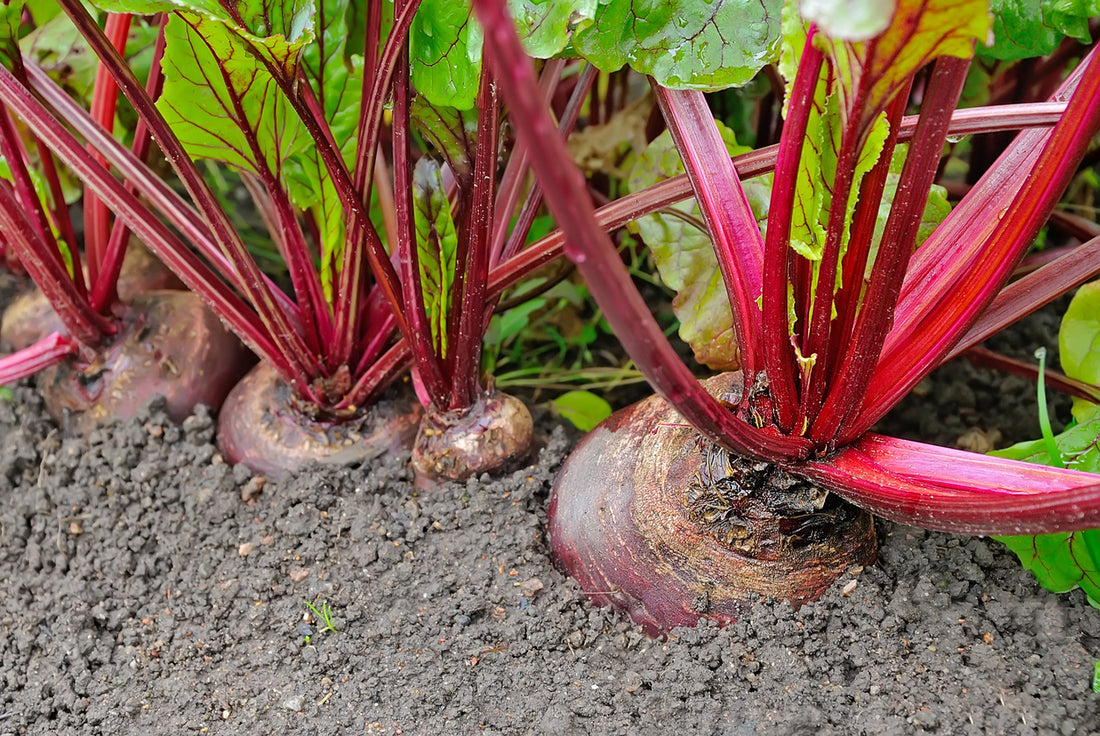 Close-up of beetroot, emphasizing its rich nutrients and potential positive effects on health.