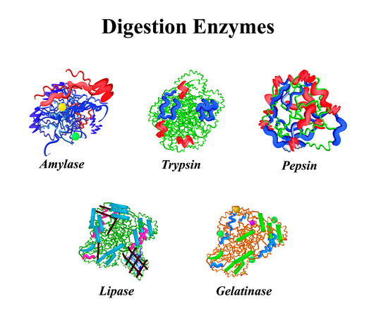 Digestion enzymes breaking down food particles in the digestive system.