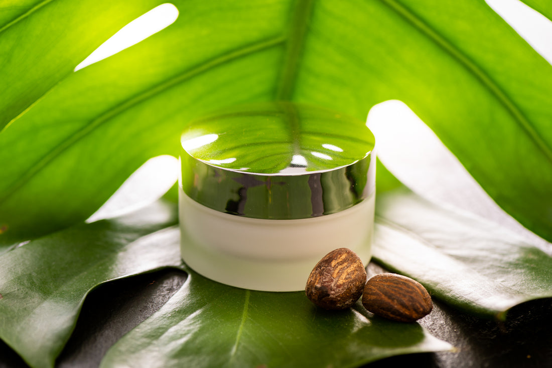 Shea Butter nuts with a jar of cream on a green leaf edible skincare