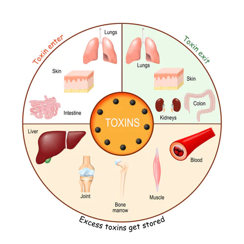 Various toxins in the human body; detox offers health benefits.