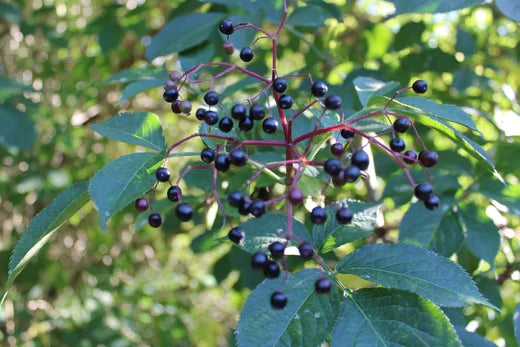 Elderberry bush with dark berries and lush foliage.